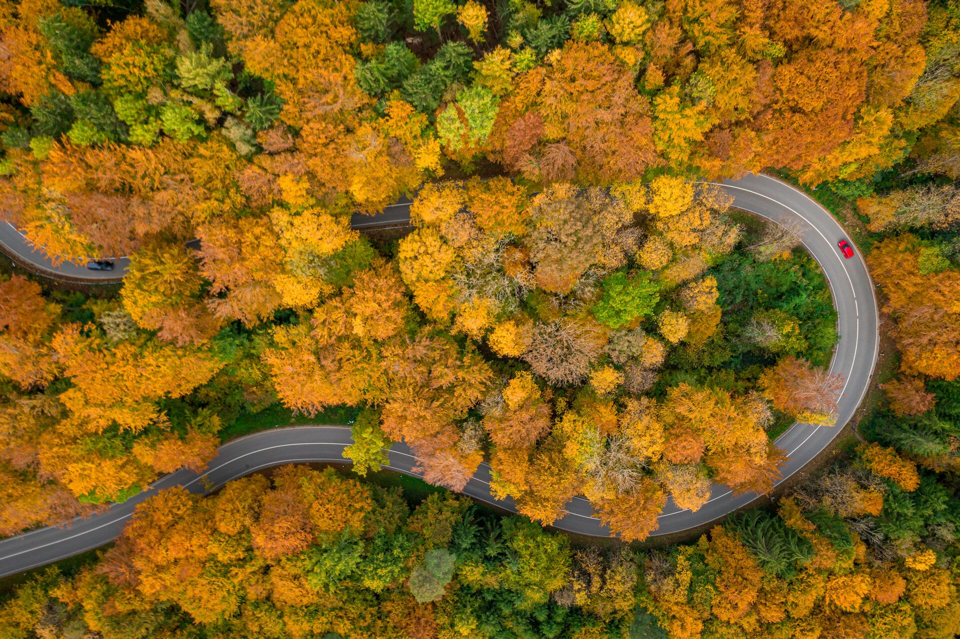 Dronenaufnahme einer kurvigen Straße im Herbst mit farbigen Bäumen von oben